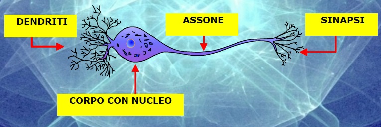 sistema nervoso2
