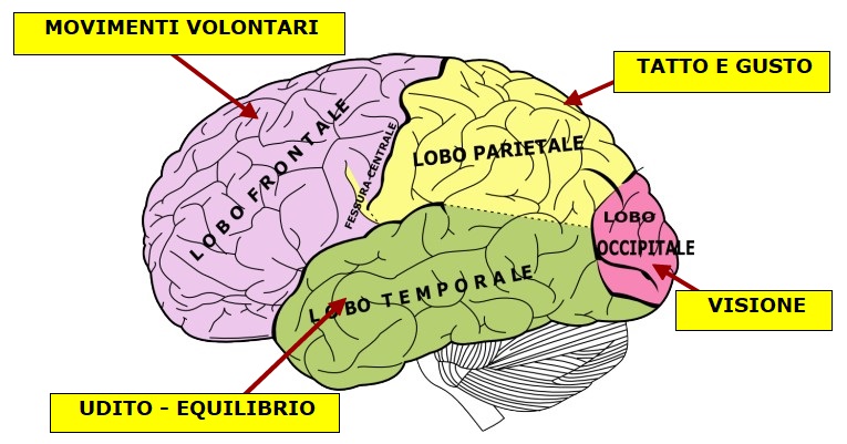 sistema nervoso5